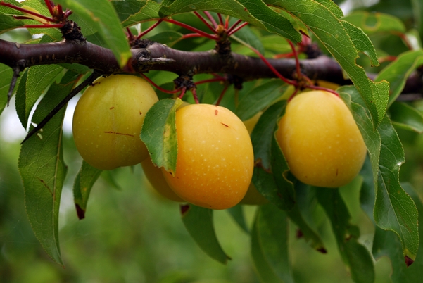 {Prunus angustifolia}